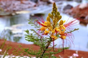 1208335.Yellow Bird of Paradise 2