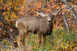 Doe