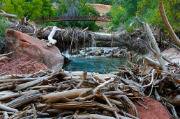 Driftwood-on-the-Virgin-River