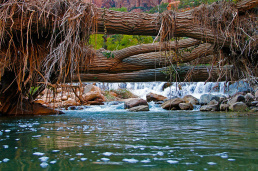 Fallen-Cottonwoods